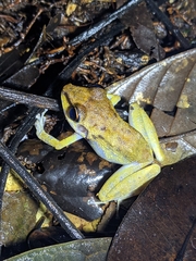 Pristimantis zeuctotylus