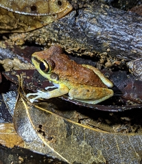 Pristimantis zeuctotylus