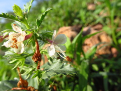 Tetraclea coulteri