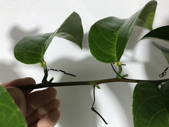 Passiflora nitida