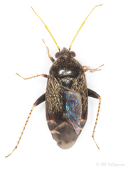Psallus perrisi