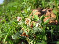 Tetraclea coulteri