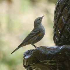Setophaga coronata auduboni