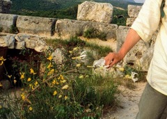 Michauxia campanuloides