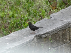 Turdus merula