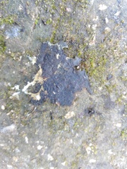 Nostocaceae
