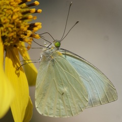 Leptophobia aripa elodia
