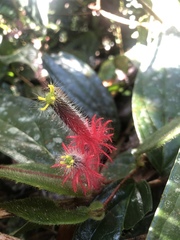 Columnea minor