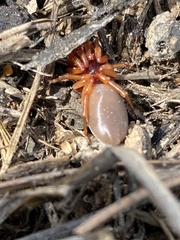 Dysdera crocata
