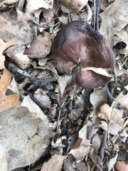 Calocybe onychina