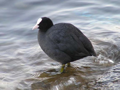 Fulica atra