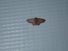 Idaea rufarenaria