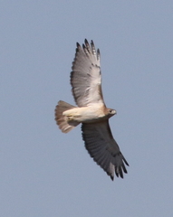 Buteo jamaicensis