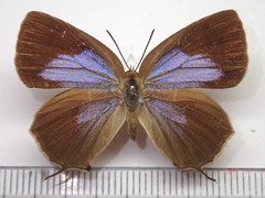 Wagimo signatus
