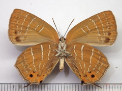 Wagimo signatus