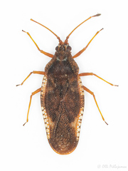 Physatocheila