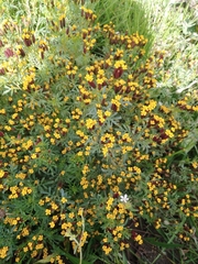 Tagetes multiflora