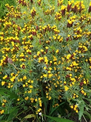 Tagetes multiflora