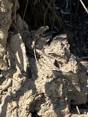 Sceloporus occidentalis