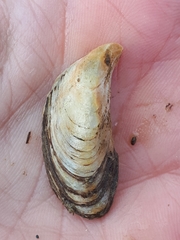 Dreissena polymorpha
