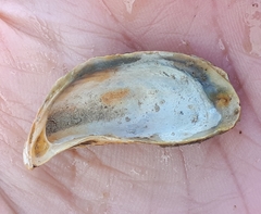 Dreissena polymorpha