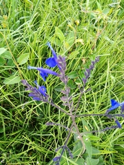 Salvia sagittata