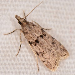 Scoparia palloralis