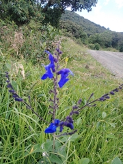 Salvia sagittata