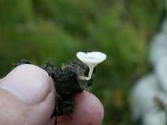 Hemimycena ignobilis