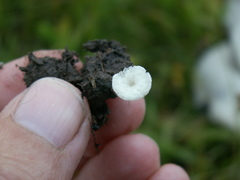 Hemimycena ignobilis