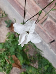 Nicotiana repanda