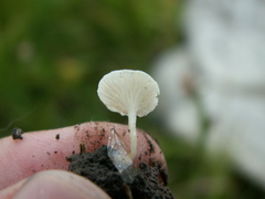 Hemimycena ignobilis