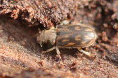 Heterocerus fenestratus