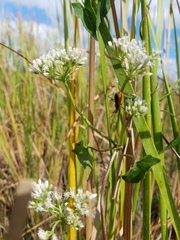Mikania scandens image