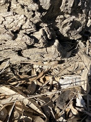 Sceloporus occidentalis