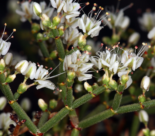 Eriogonum heermannii var. argense