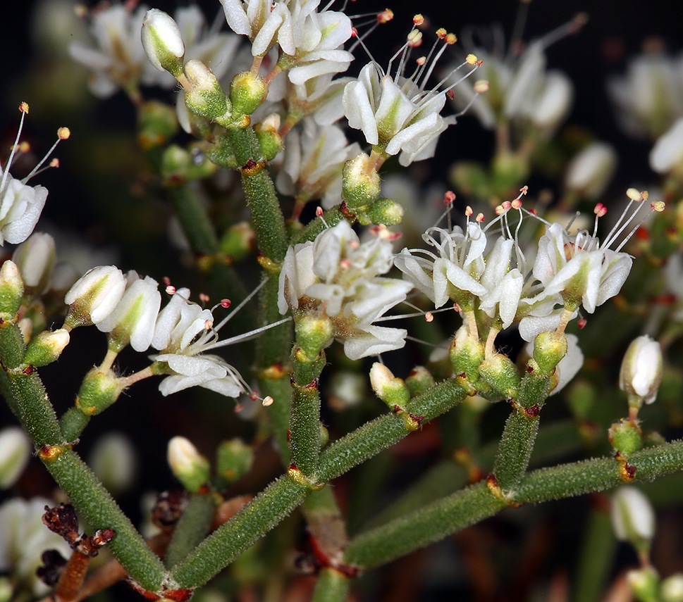 Eriogonum heermannii var. argense