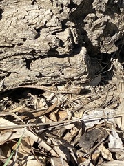 Sceloporus occidentalis