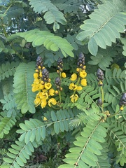 Senna didymobotrya