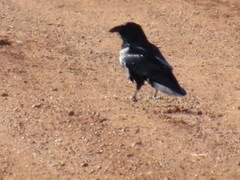 Corvus cryptoleucus