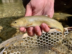 Salvelinus confluentus