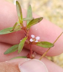 Rotala