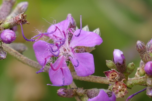 Tibouchina barbigera