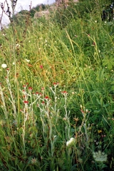 Helichrysum sanguineum