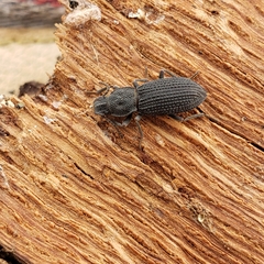 Nyctoporis cristata