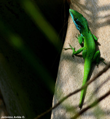 Anolis allisoni