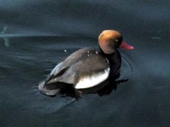 Netta rufina