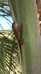 Anolis cristatellus