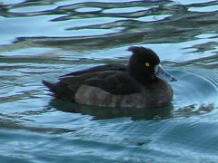 Aythya fuligula