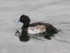 Aythya fuligula